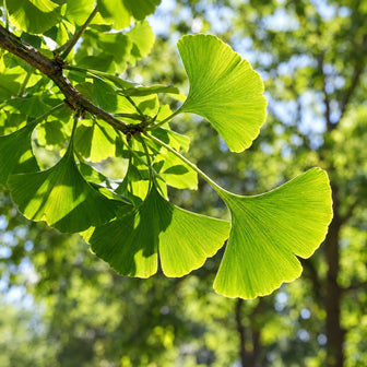 Ginkgo